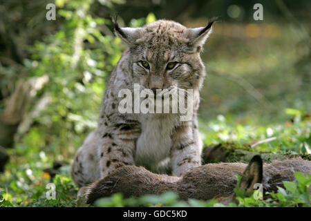 Felis lynx, Lynx avec un Kill, un chevreuil Banque D'Images