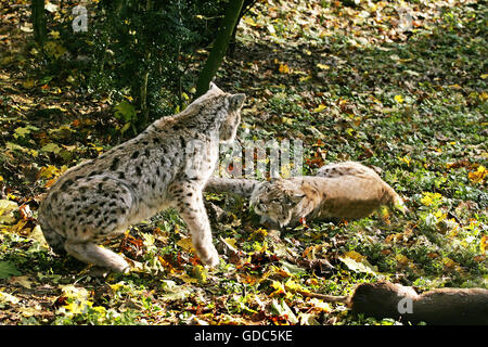 Felis lynx, Lynx, lutte contre la paire Banque D'Images