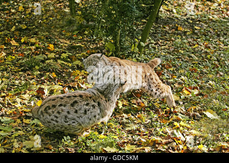 Felis lynx, lynx, la lutte contre les adultes Banque D'Images