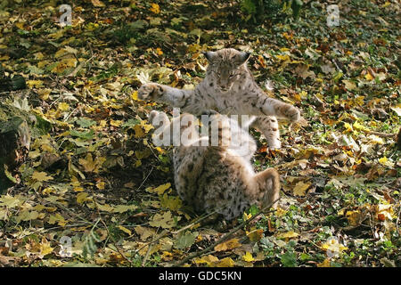 Felis lynx lynx, LA LUTTE CONTRE LES ADULTES Banque D'Images