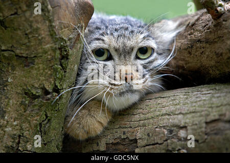 Manul ou chat de Pallas, otocolobus manul, Portrait d'adulte Banque D'Images