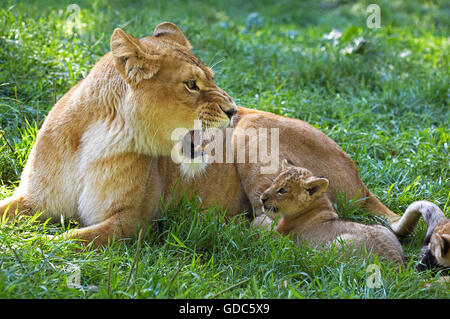 L'African Lion, Panthera leo, mère et son petit Banque D'Images