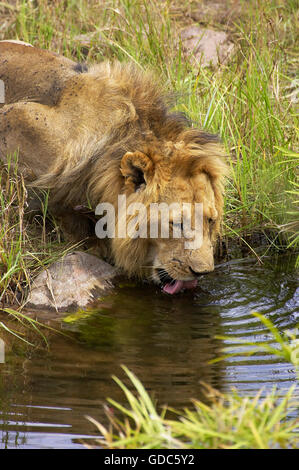L'AFRICAN LION Panthera leo, homme de boire à un trou d'eau, parc de Masai Mara au Kenya Banque D'Images