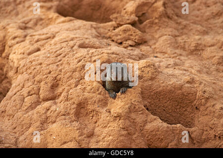 Mangoustes naines, helogale parvula, Termite Hill sur adultes, Parc de Masai Mara au Kenya Banque D'Images