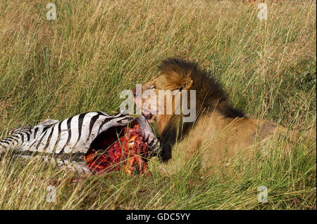 L'African Lion, Panthera leo, homme mangeant un zèbre tuer, parc de Masai Mara au Kenya Banque D'Images