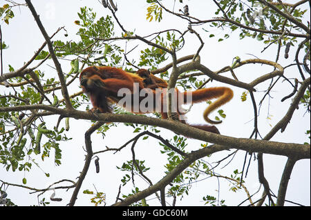 Singe hurleur alouatta rouge alonnatta, Femme transportant les jeunes sur son dos, Los Lianos au Venezuela Banque D'Images