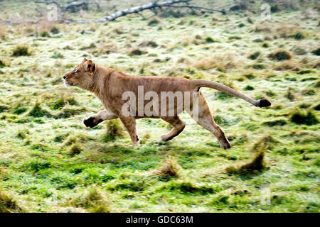 Lion du Katanga ou le sud-ouest de l'African Lion, Panthera leo bleyenberghi, Marche des femmes Banque D'Images
