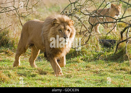 Lion du Katanga ou le sud-ouest de l'African Lion, Panthera leo bleyenberghi, paire Banque D'Images