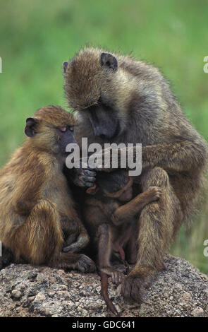 Babouin Chacma, Papio ursinus, Mère et Youngs, toilettage, le parc Kruger en Afrique du Sud Banque D'Images