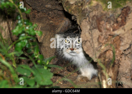 Manul ou chat de Pallas, otocolobus manul, adulte à se cacher dans le tronc Banque D'Images