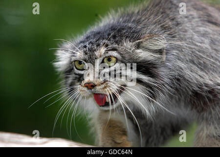 Manul ou chat de Pallas, otocolobus manul, Portrait d'adulte Banque D'Images