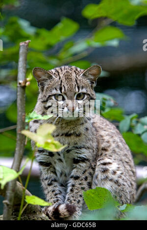 Le chat de Geoffroy, oncifelis geoffroyi Banque D'Images