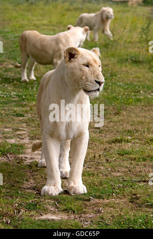 White Lion, Panthera leo krugensis, femme sur l'herbe Banque D'Images