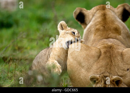 Lion du Katanga ou le sud-ouest de l'African Lion, Panthera leo bleyenberghi, femme et Cub Jouer Banque D'Images
