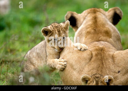 Lion du Katanga ou le sud-ouest de l'African Lion, Panthera leo bleyenberghi, femme et Cub Jouer Banque D'Images