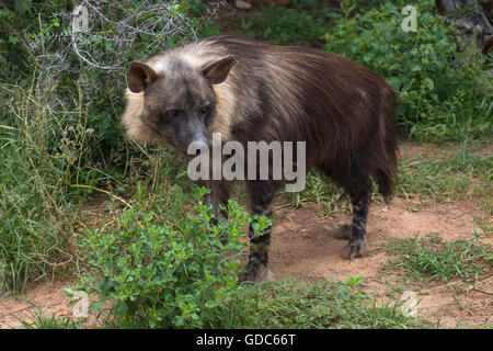 Hyène brune, parahyena brunnea, adulte Banque D'Images