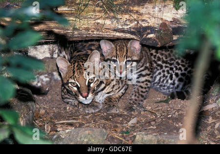 L'ocelot, leopardus pardalis, Femme avec Cub Banque D'Images