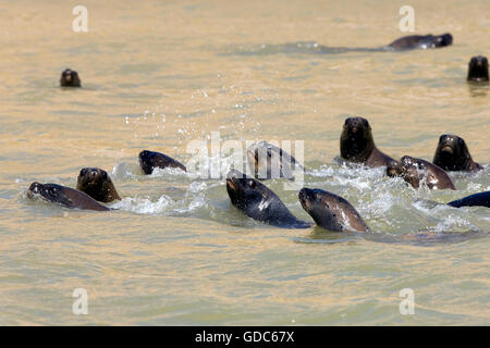 Lion de mer d'Amérique du Sud ou du sud de l'Otaria byronia, lions de mer, la natation, le Groupe Réserve Paracas au Pérou Banque D'Images