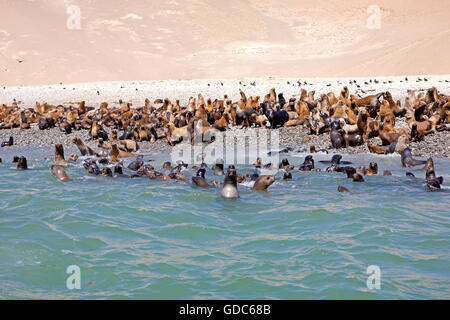 Lion de mer d'Amérique du Sud ou du sud de l'Otaria byronia, lions de mer, colonie de la Réserve de Paracas au Pérou Banque D'Images