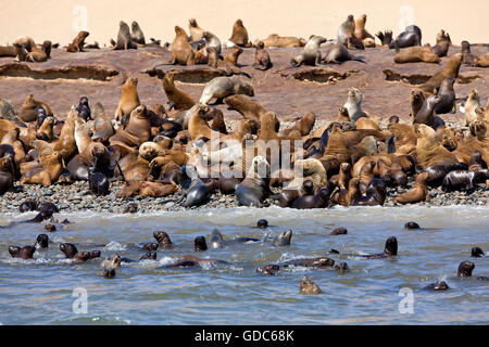 Lion de mer d'Amérique du Sud ou du sud de l'Otaria byronia, lions de mer, colonie de la Réserve de Paracas au Pérou Banque D'Images