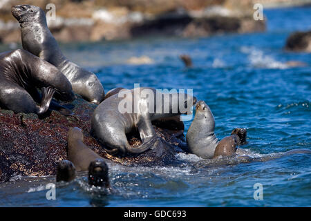 LION DE MER D'AMÉRIQUE DU SUD OU DU SUD DE L'Otaria byronia lion de mer, le PARC NATIONAL DE PARACAS AU PÉROU Banque D'Images