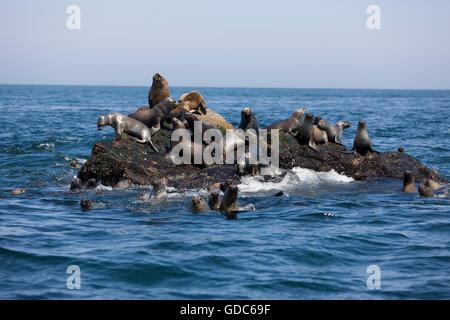 Lion de mer d'Amérique du Sud ou du sud de l'Otaria byronia, lions de mer, colonie de la Réserve de Paracas au Pérou Banque D'Images