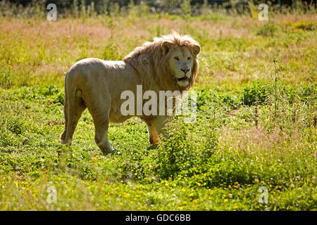 White Lion, Panthera leo krugensis, homme on Grass Banque D'Images