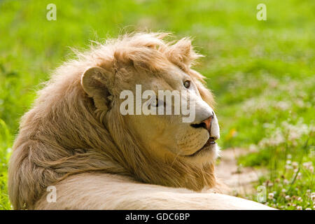 WHITE lion Panthera leo krugensis Banque D'Images