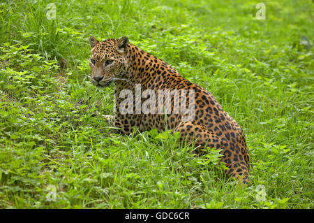 Sri-Lankais Léopard, Panthera pardus kotiya, Adulte sitting on Grass Banque D'Images