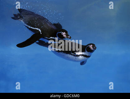 Manchot de Humboldt, Spheniscus humboldti, adultes natation sous l'eau Banque D'Images