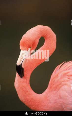 Flamant DU CHILI Phoenicopterus chilensis, PORTRAIT D'ADULTE Banque D'Images