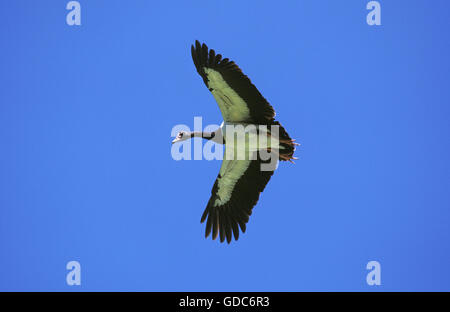 Magpie Goose, Anseranas semipalmata, adulte en vol, de l'Australie Banque D'Images