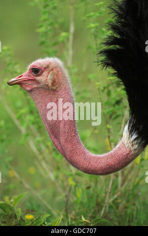 Bruant des neiges, Plectrophenax nivalis, homme, Kenya Banque D'Images