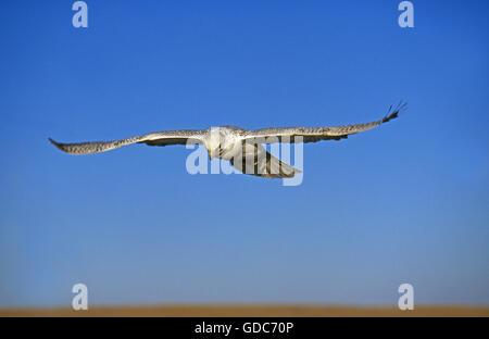 Le faucon gerfaut, Falco rusticolus, adulte en vol sur fond de ciel bleu, Canada Banque D'Images