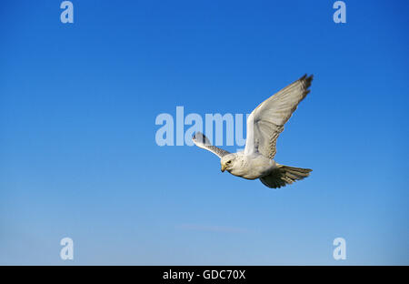 Le Faucon gerfaut Falco rusticolus, ADULTE EN VOL, CANADA Banque D'Images