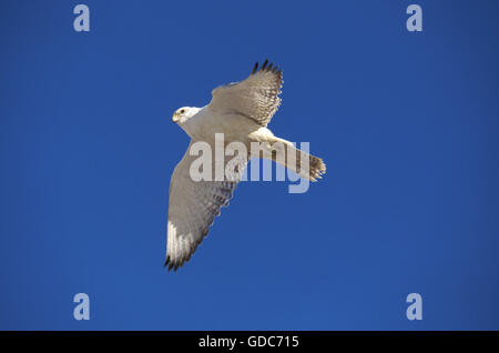 Le faucon gerfaut, Falco rusticolus, en vol, Canada Banque D'Images