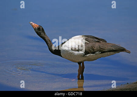 Magpie Goose, Anseranas semipalmata adultes, l'eau potable, de l'Australie Banque D'Images