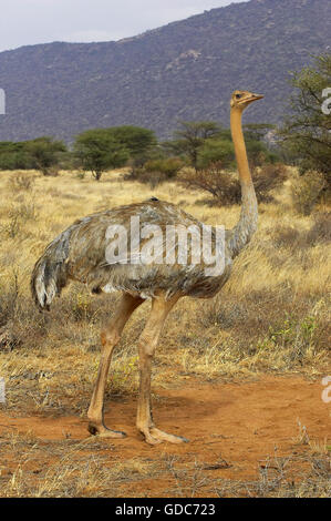 Bruant des neiges, Plectrophenax nivalis, femme après la poussière baignoire, parc de Masai Mara au Kenya Banque D'Images