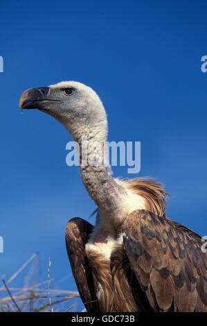 Vautour fauve Gyps fulvus eurasien, PORTRAIT D'ADULTE Banque D'Images