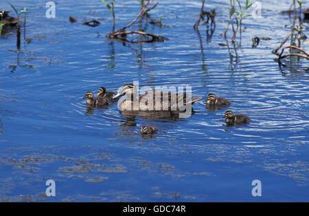 Canard noir du Pacifique, Anas superciliosa, des profils avec les poussins sur l'eau, de l'Australie Banque D'Images