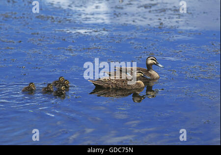 Canard noir Anas superciliosa PACIFIC, PAIRE AVEC CHIKS SUR L'eau, de l'Australie Banque D'Images