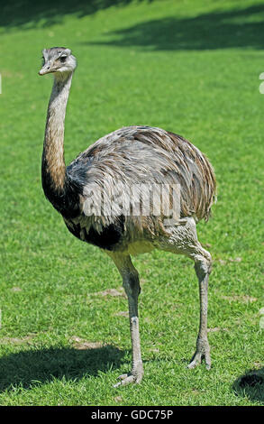 Nandou d'Amérique, Rhea americana, des profils sur l'herbe Banque D'Images