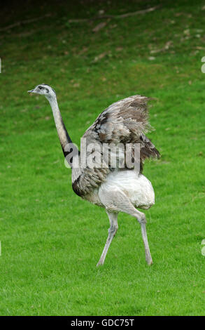 Nandou d'Amérique, Rhea americana, Ailes d'Adultes Banque D'Images