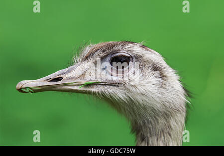 Nandou d'Amérique, Rhea americana, Portrait ou des profils Banque D'Images