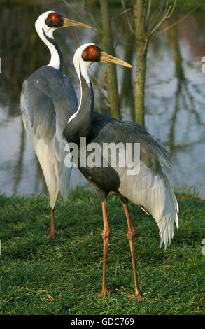 Grue à cou blanc (Grus vipio, Paire, près de l'eau Banque D'Images