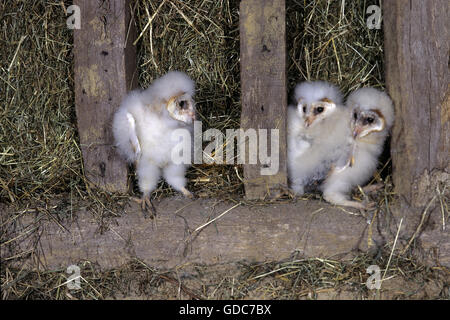 Effraie des clochers Tyto alba Banque D'Images