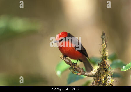 Moucherolle Vermillon pyrocephalus rubinus, homme, sur la branche, Îles Galápagos Banque D'Images