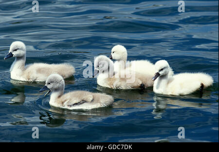 Cygne muet, Cygnus olor, poussins dans l'eau Banque D'Images