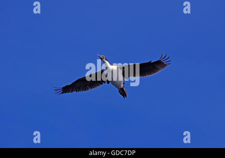 Cormoran IMPÉRIAL OU KING Cormoran Phalacrocorax atriceps albiventer, adulte en vol, de l'Antarctique Banque D'Images