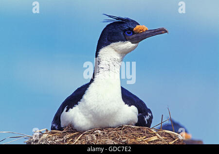 Cormoran IMPÉRIAL OU KING Cormoran Phalacrocorax atriceps albiventer, ADULTE SUR SON NID, l'Antarctique Banque D'Images